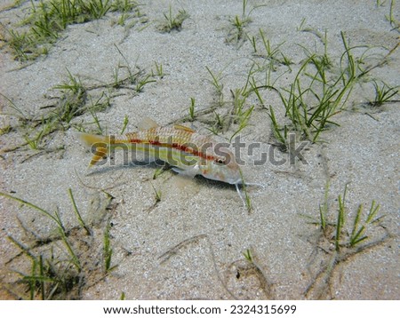 Goat fish on the sandy seabed. Scuba diving with marine life. Fish in the ocean, underwater photography from scuba diving. Life in the water, travel picture.