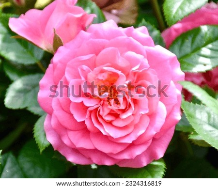 A beautiful pink rose growing in a garden at Ba Na Hue, Vietnam is a popular tourist attraction.