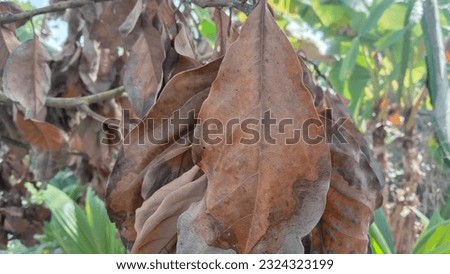 this is a photo of dry leaves that are still on the tree, these are the dry leaves of the avocado tree which were taken during the dry season in Papua, Royalty-Free Stock Photo #2324323199