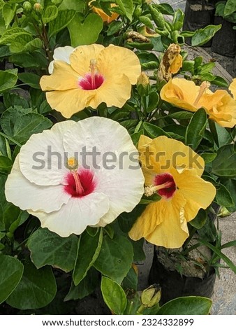 Hibiscus rosa-sinensis, known colloquially as rose mallow, Chinese hibiscus, China rose and shoe flower