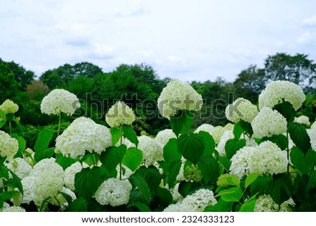 This is a picture of a hydrangea