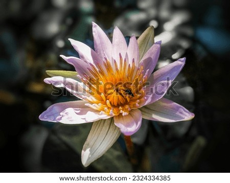 Lotus flower of Srilanka with a small insect inside