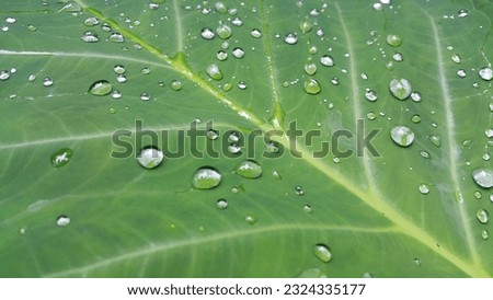 raindrops on taro leaves. water drop on green leaf. background of waterdrops on taro leaves Royalty-Free Stock Photo #2324335177