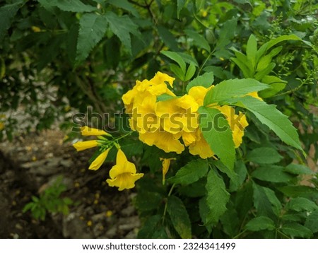 Tecoma stans plant with yellow flowers