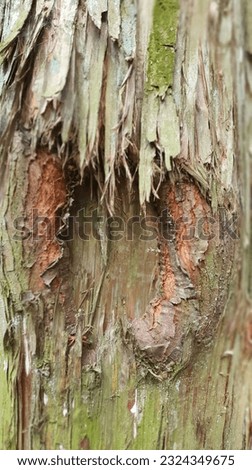Cypress Bark covered with Moss in the Healing Forest