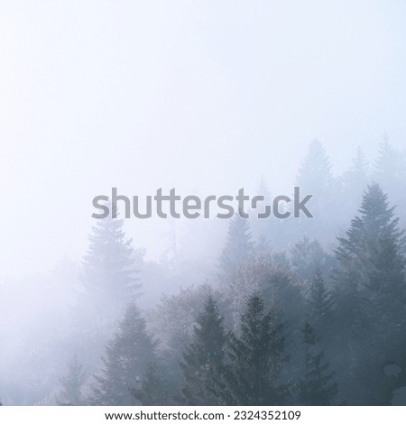 Misty forest view: towering trees, mysterious fog, tranquil silence, dim light, mystical beauty, soothing stillness, magical aura.