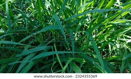 Green grass natural green background screen shot rest your eyes sprout in the beginning of the rainy season