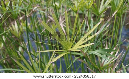 Versatile beauty: Wonders of umbrella papyrus (Cyperus alternifolius) seen at the botanic garden, late spring.