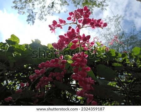 The flower of Antigonon leptopus with sky and leaf background