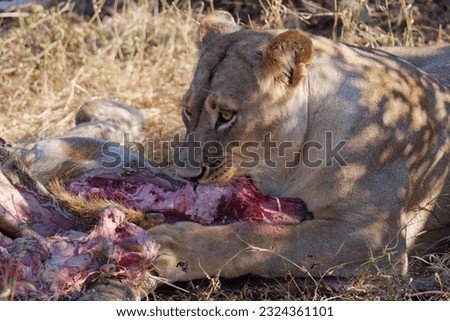 Close-up photo of a lioness eating prey in Hwange National Park, Zimbabwe