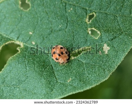 ladybug on a green leaf. macro and closeup
