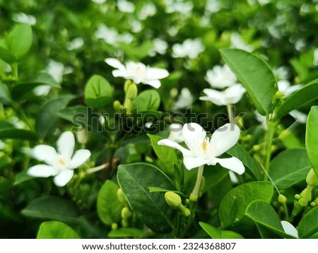 Arctic Snow is a small compact and bushy shrub growing up to 1.5 m tall.Its other names are like Winter Cherry Tree, Milky way, Snowflake, Pudpitchaya, Sweet Indrajao, It's Kutajah In Sanskrit.