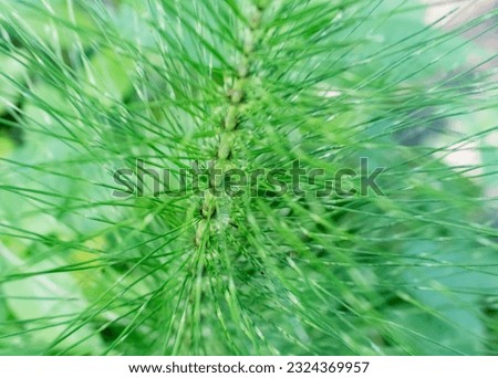 horsetail plant stem close-up, wild vegetation

 Royalty-Free Stock Photo #2324369957