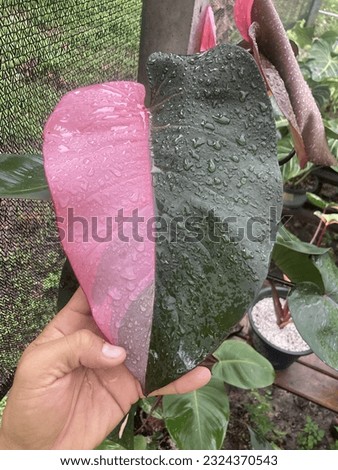 Philodendron pink princess variegated rare items half color Royalty-Free Stock Photo #2324370543