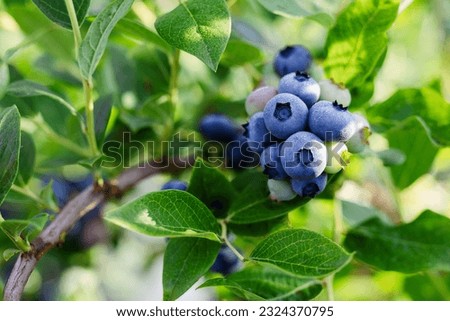 Blueberries ripening on a tree branch. Blue fruit on a healthy green plant in the morning. Royalty-Free Stock Photo #2324370795