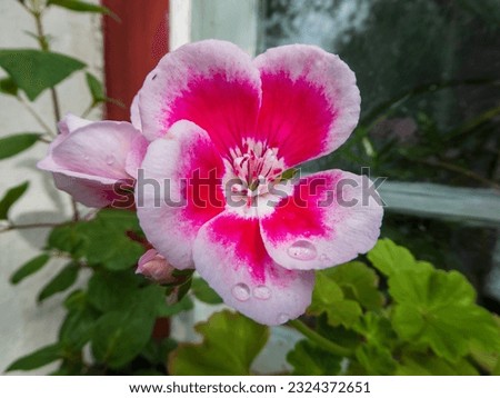 Photo pink and white flower