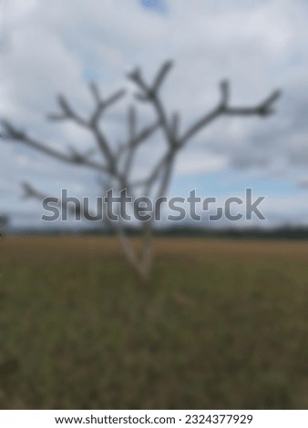 a photo of an brown arid tree without blurry leaves as a background for social media, old plants, fallen leaves, weeds in a wide meadow with cloudy blue grey sky