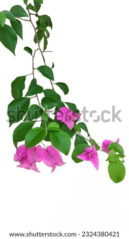 Image of pink bougainvillea flowers with bright green leaves in a bunch of fluttering on a white background clearly separated with all parts for die-cutting for ease of use.