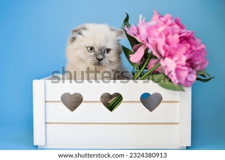 
Scottish Fold kitten on a blue background with bright pink peonies in a white basket