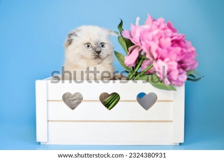
Scottish Fold kitten on a blue background with bright pink peonies in a white basket