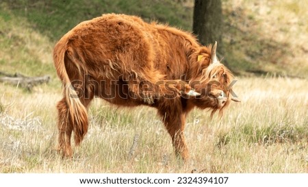 In the hot summer, a brown Scottish highlander cow with imposing horns stands in a dry grass pasture on the Mookerheide in Limburg, the Netherlands. 