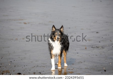 Welsh Border Collie on beach