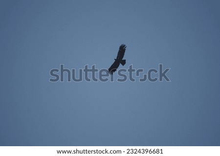 javan eagle flying in the blue sky