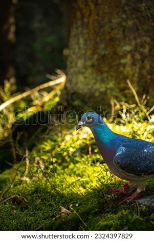 Przepiękny ptak w środku ciemnego lasu Royalty-Free Stock Photo #2324397829