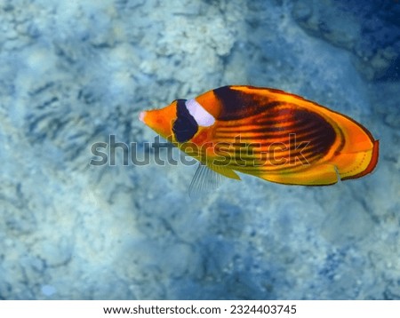 single tobacco butterfly fish in clear water from the red sea egypt