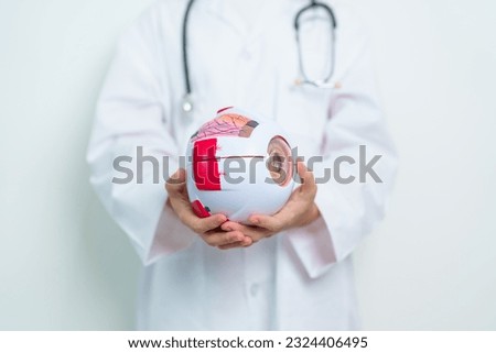 Doctor with human Eye anatomy model with magnifying glass. Eye disease, Refractive Errors, Age Related Macular Degeneration, Cataract, Diabetic Retinopathy, Glaucoma, Amblyopia, Strabismus and Health Royalty-Free Stock Photo #2324406495