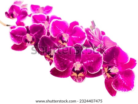 Pink Violet purple orchid bloom