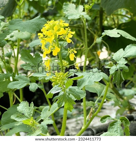 blooming flowers can eat planted in cucumber garden