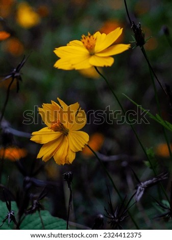 Yellow flowers of cosmos sulphureus, known as sulfur or  orange cosmos, in front of dark green field background.