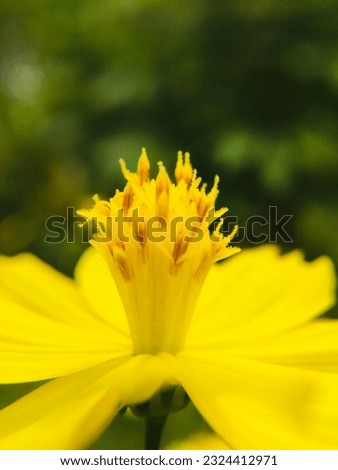 Yellow Flower Picture Image Wallpaper Macro Photo Sri Lanka Ceylo Photography