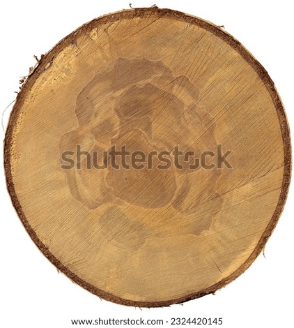 Closeup of a cross section of a tree trunk isolated on white background, high resolution, photography.