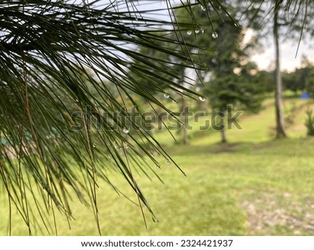 Pine tree leaves covered in morning dew