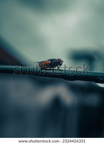 It is picture of a fly which is captured with the micro lens