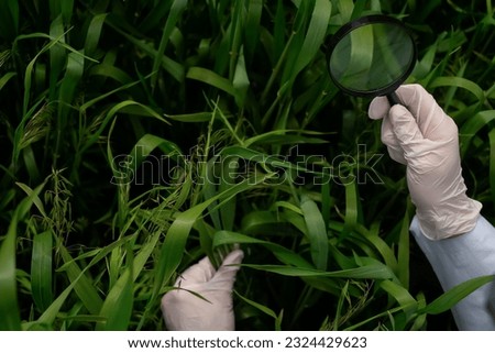 Biologist woman wearing glasses and studying botanical plants in nature with a magnifying glass. Botanist woman checking wheat growth characteristics Royalty-Free Stock Photo #2324429623