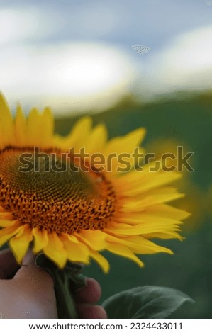 Sunflowers in a field, with a heavily blurred background