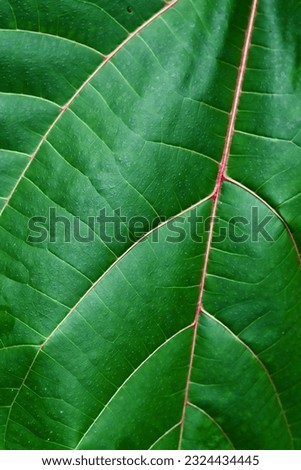Green background of tree leaves
