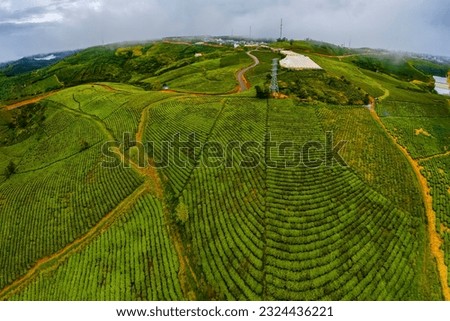 Dawn on tea fields in Da Lat city, Lam Dong province, Vietnam