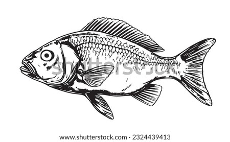Fish portrait sketch hand drawn realistic style illustration