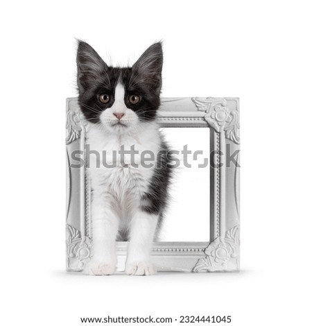 Cute expressive black and white Maine Coon cat kitten, standing through empty picture frame. Looking straight to camera. Isolated on a white background.
