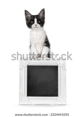 Cute expressive black and white Maine Coon cat kitten, standing behind a with black board filled picture frame. Looking straight to camera. Isolated on a white background.