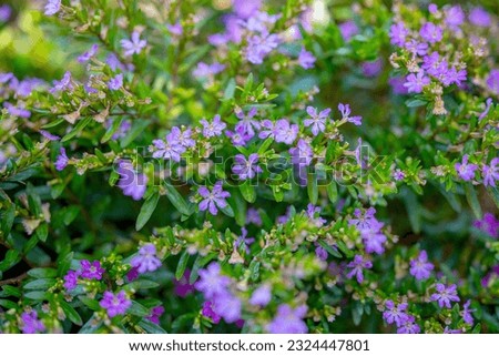Cuphea hyssopifolia flowers close up Royalty-Free Stock Photo #2324447801