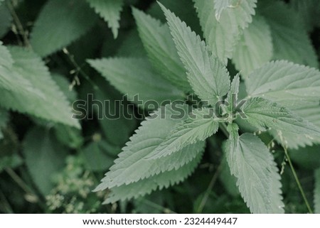Stinking nettles plant in the forest