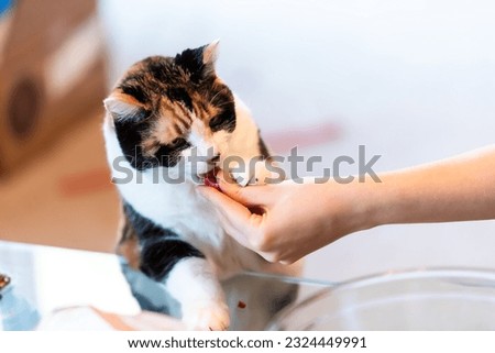 Calico cat standing up leaning on table with paws eating raw meat treat from hand adorable cute eyes asking for food in living room doing trick