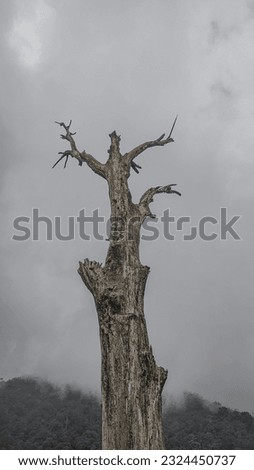 Dry tree with overcast cloud background