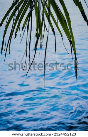Palm tree leaves on the beach