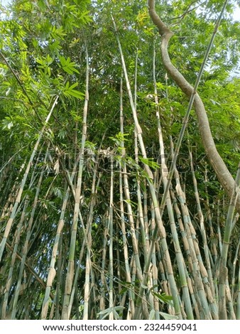 jember jawa timur, indonesia, Shady bamboo plants seen from below 